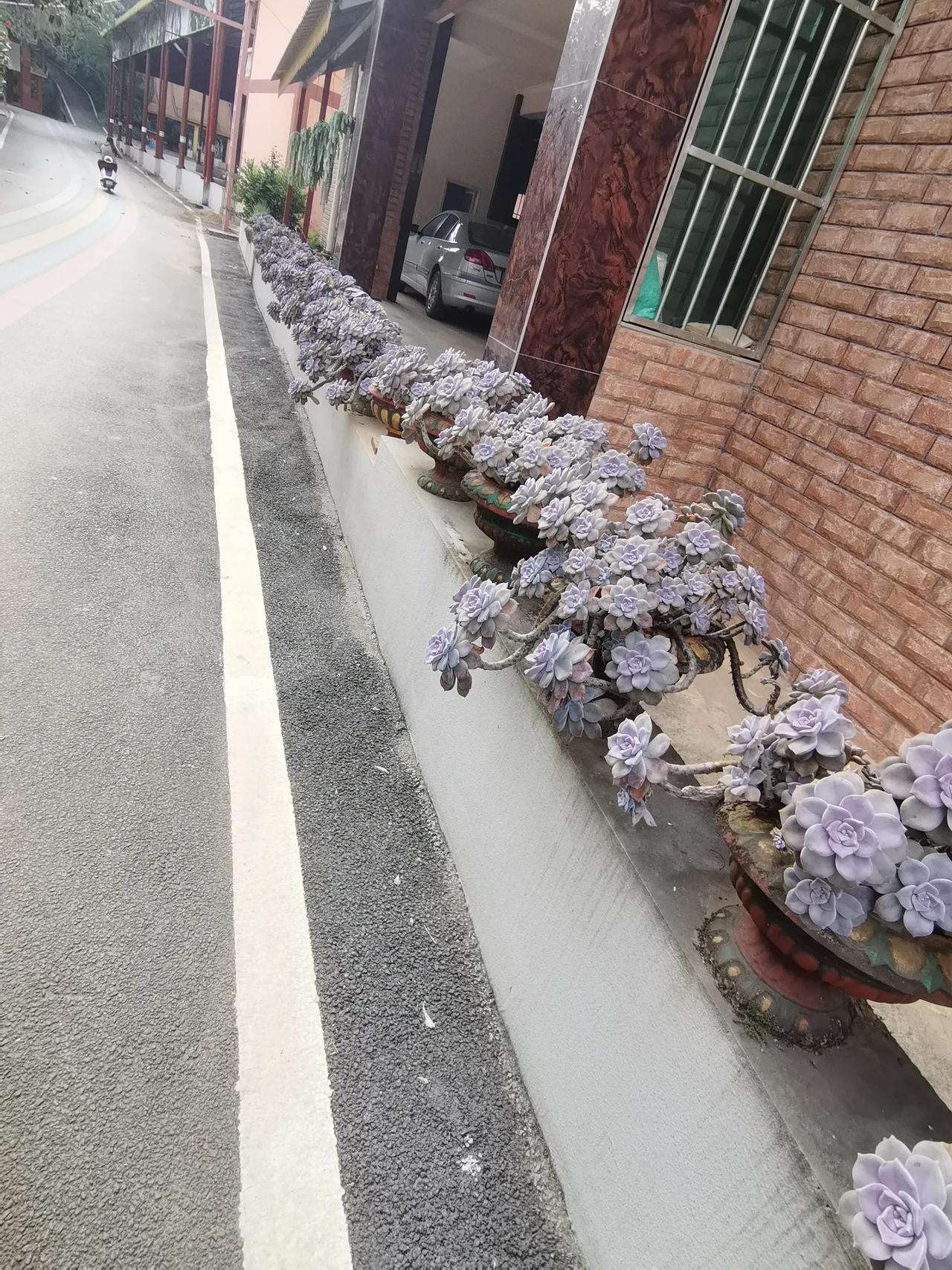 傣族村落里的绿植傣族村寨里每家都是干净整洁，家家必备的是各具特色的树木和盆景，表