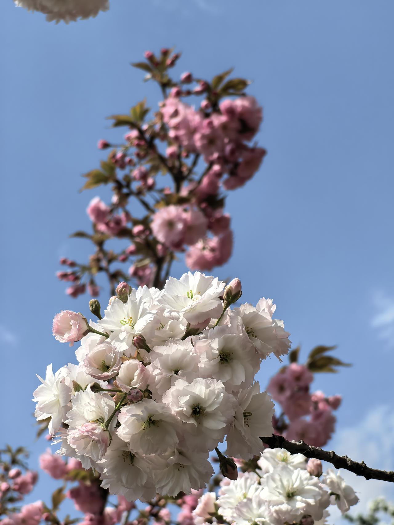 春风轻拂柳丝长，
万树樱花映日芳。
粉瓣纷飞如雪落，
游人沉醉忘还乡。