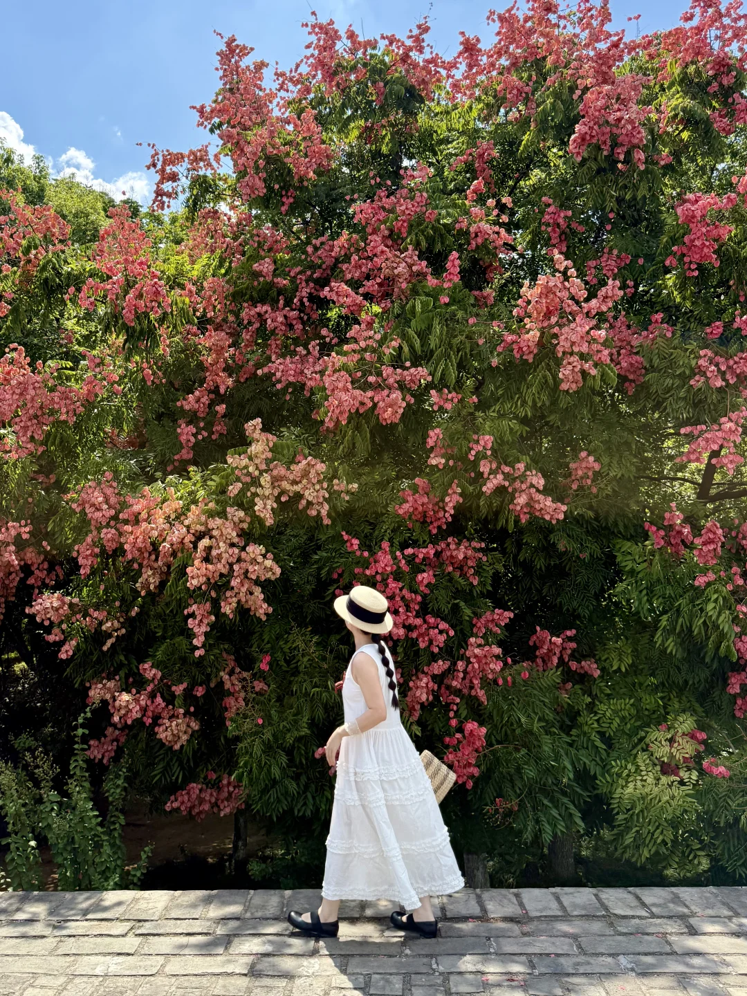 赣州蕞美栾树趁没人快去拍这场盛大的秋天🍂