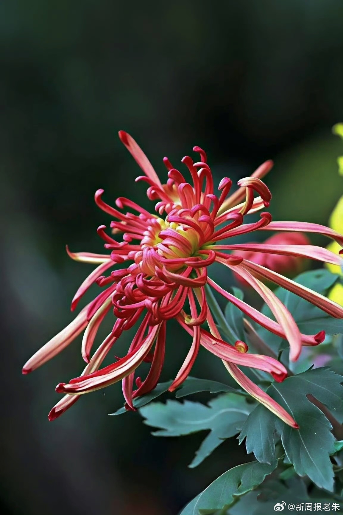随手拍菊花，是秋天写给大地的情书💌 菊花[超话] ​​​