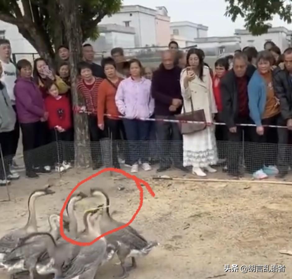 深圳一女子一圈套3鹅，这鹅可是正经八百的大活鹅。围观的人无不惊叹！这手气有点逆天
