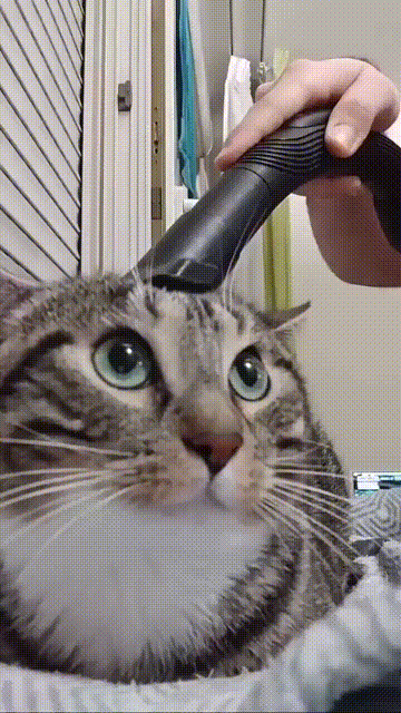 这吸猫毛办法不错