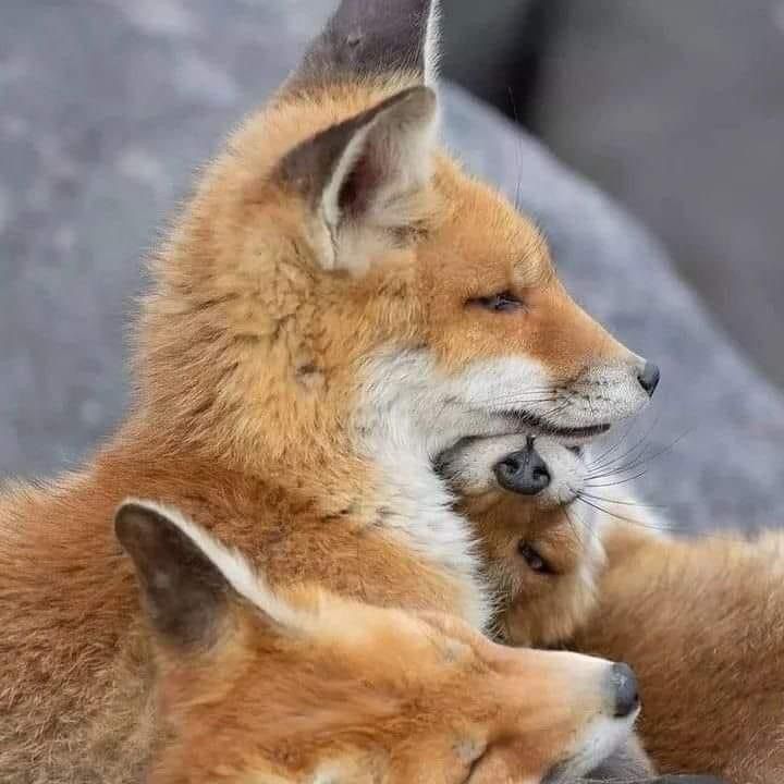 超反转式下巴垫 