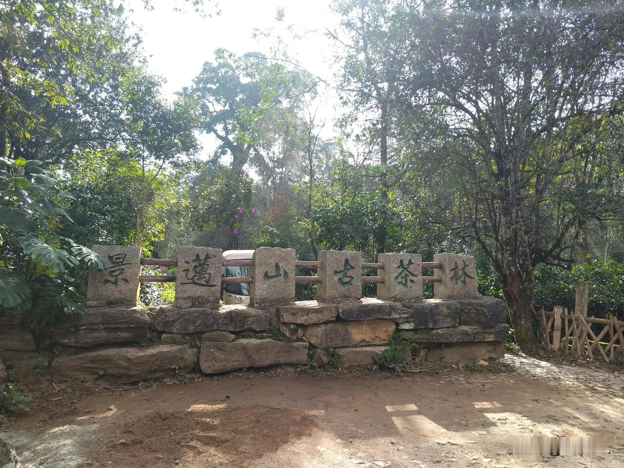 云南茶山一一景迈茶林