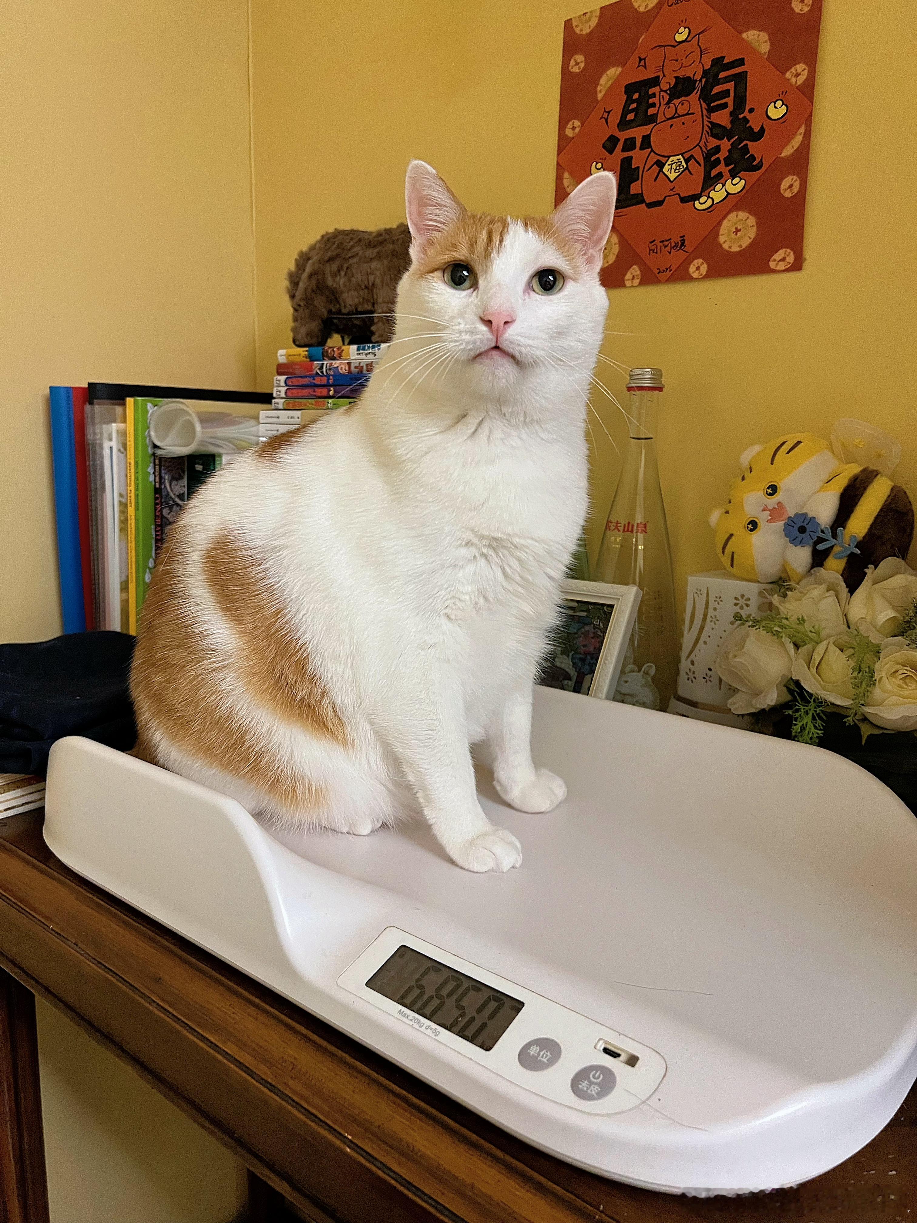 我儿才5.8，猴子6.8，猴子才是活儿太少，伙食太好[怒骂] ​​​