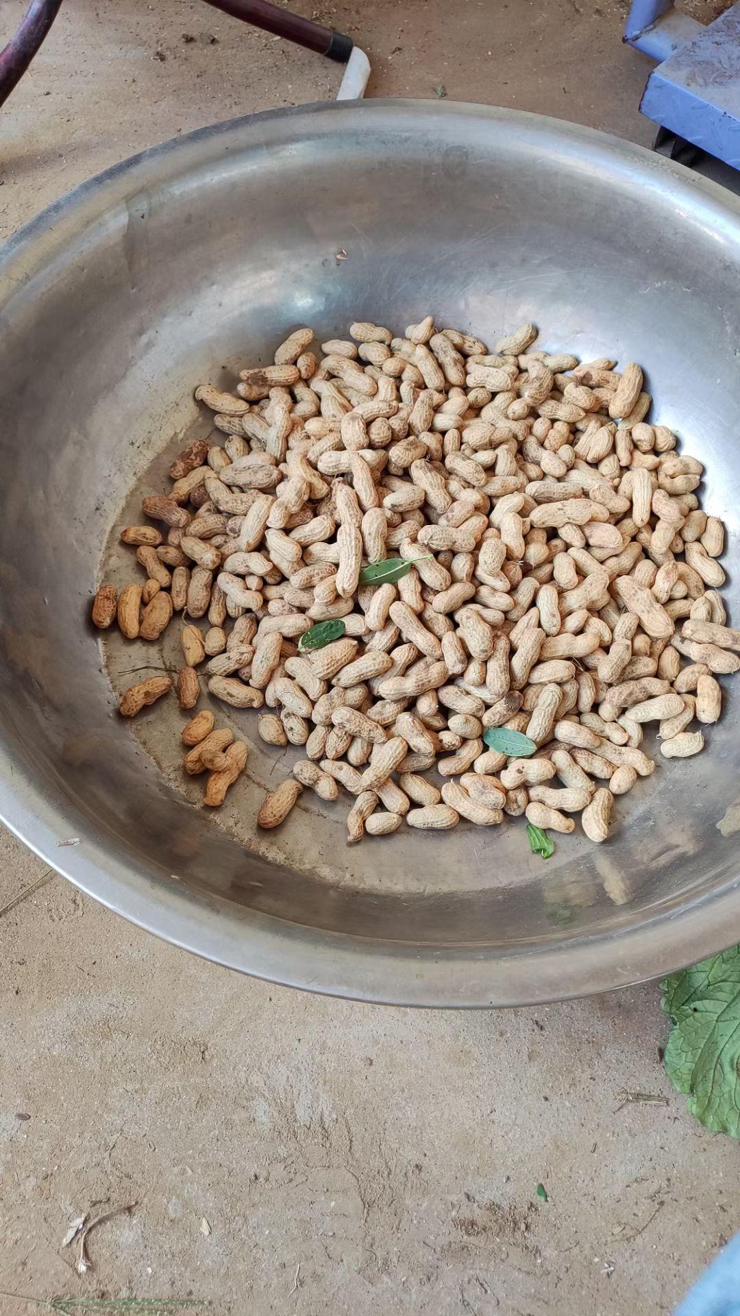 新鲜花生开挖了新鲜农产品