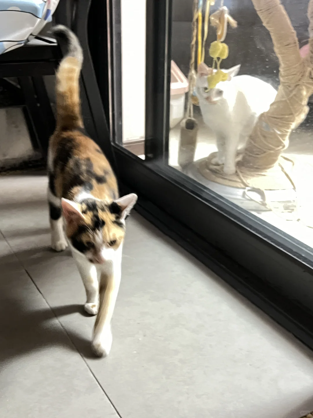 两只猫的会晤🐱🙂‍↕️