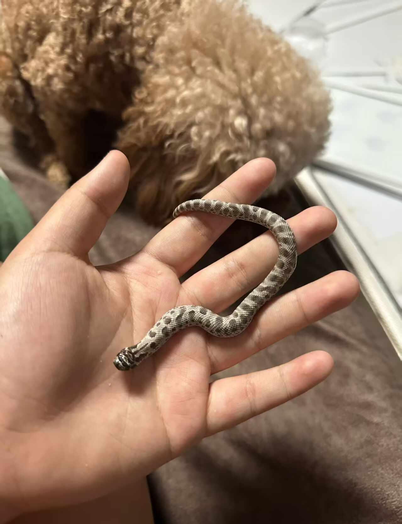 青岛城阳宠物蛇
青岛城阳出一只缺黄康达猪鼻蛇 公 6g 150出 可发快递可自提