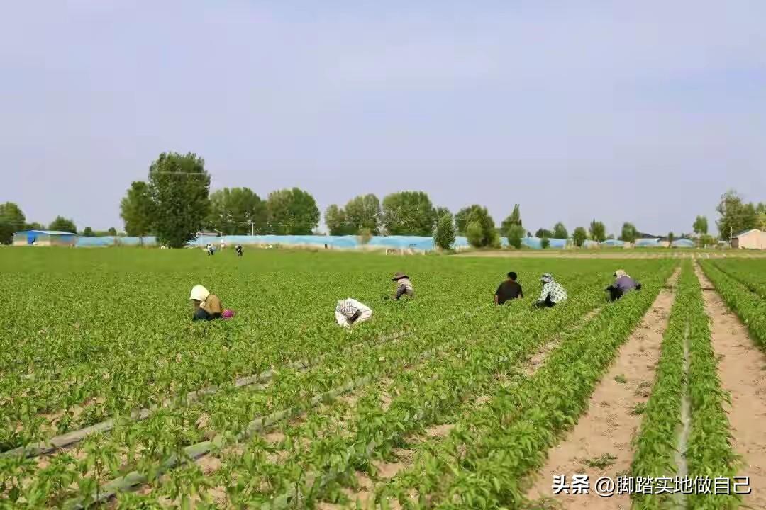 定边20万亩菜园直接逆袭！干出14亿大产业🔥
 
家人们！真的被咱们定边的蔬菜