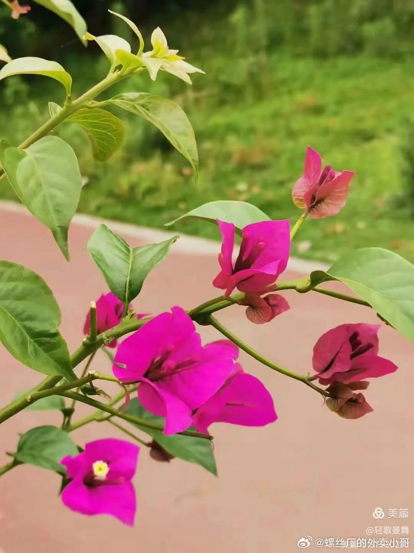 下雨天，广州也是挺美的哈。   下雨天，把绿色植物都洗的可干净了；特别绿特别绿。