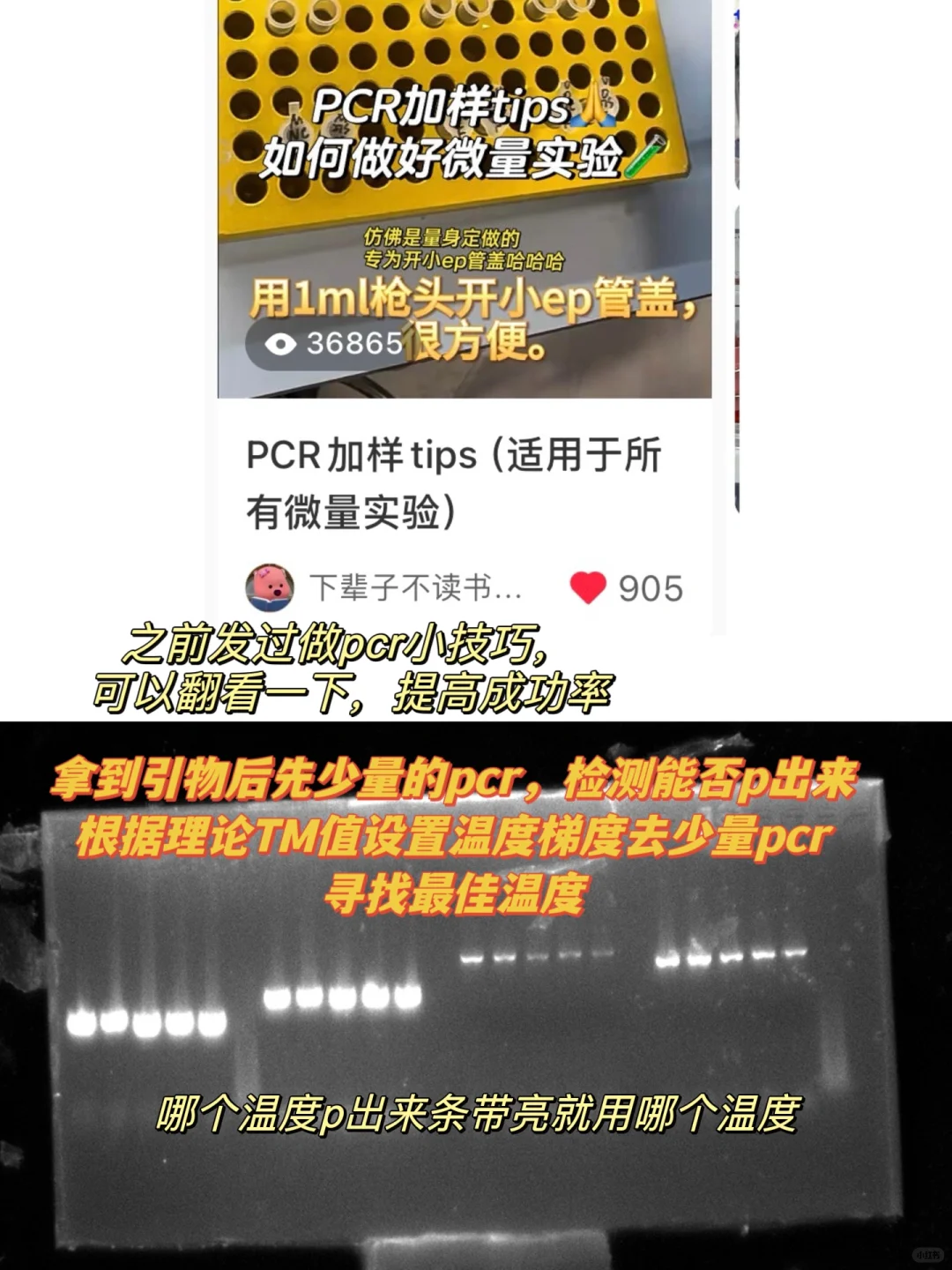 ⚠️构建质粒提高成功率的tips和注意事项