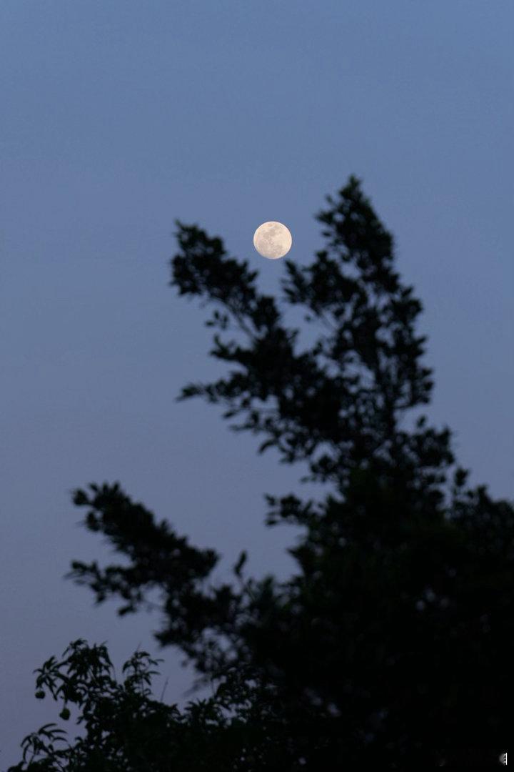 晚安每一天，献上广州黄埔科学广场的蓝调夜色时光新月时光代理人科学城我的日常plo