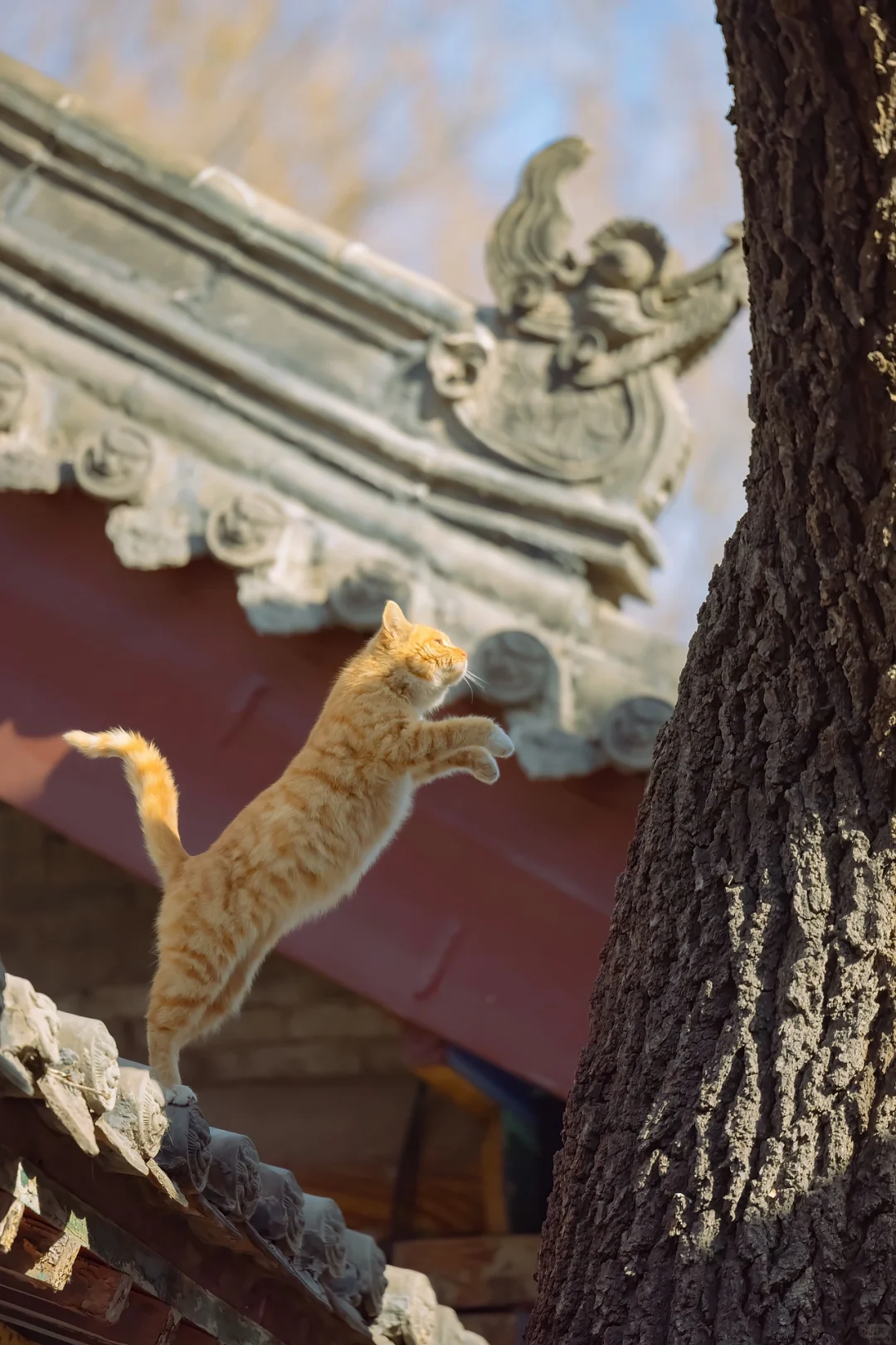 四月飞猫，见者好运