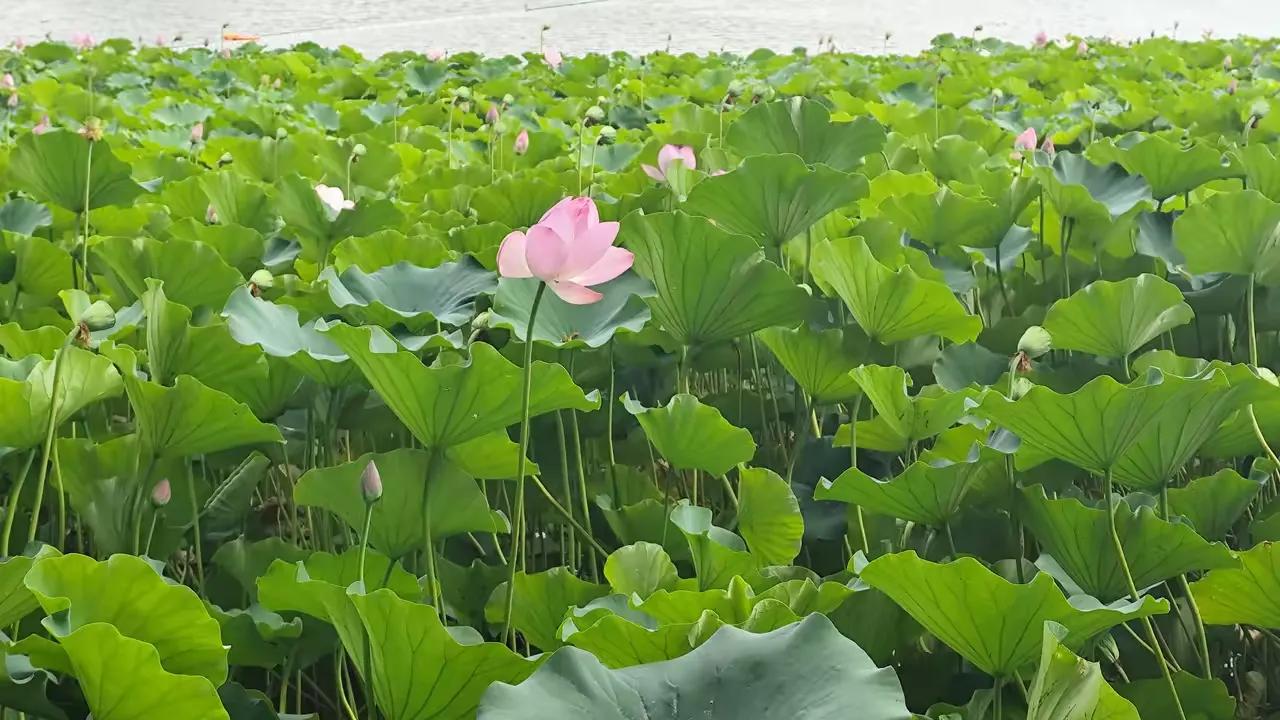 夏日荷花莲莲看