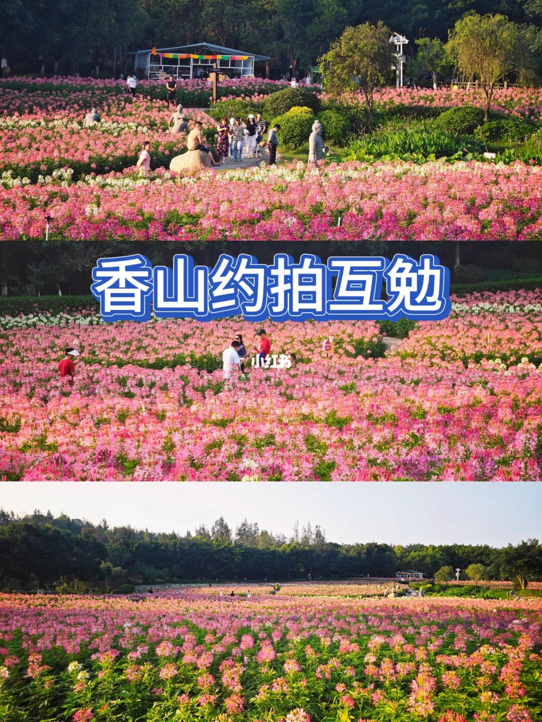 厦门约拍互勉|寻找一起在香山花海创作一组