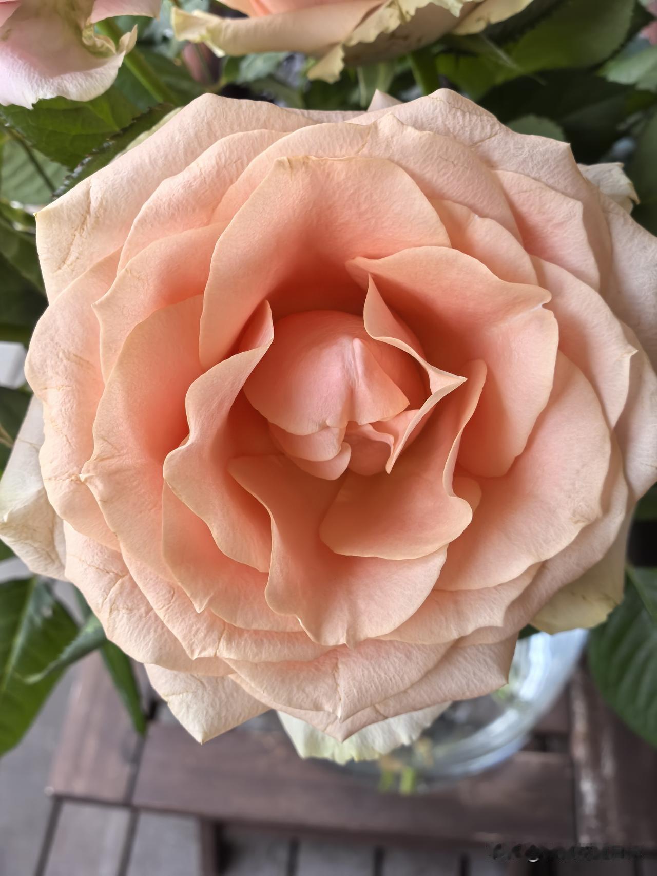月季绽放色姿娇
佳节赠花寄爱遥
幽韵袅袅随风绕
满眼芬芳惹人瞧

分享一张你相册