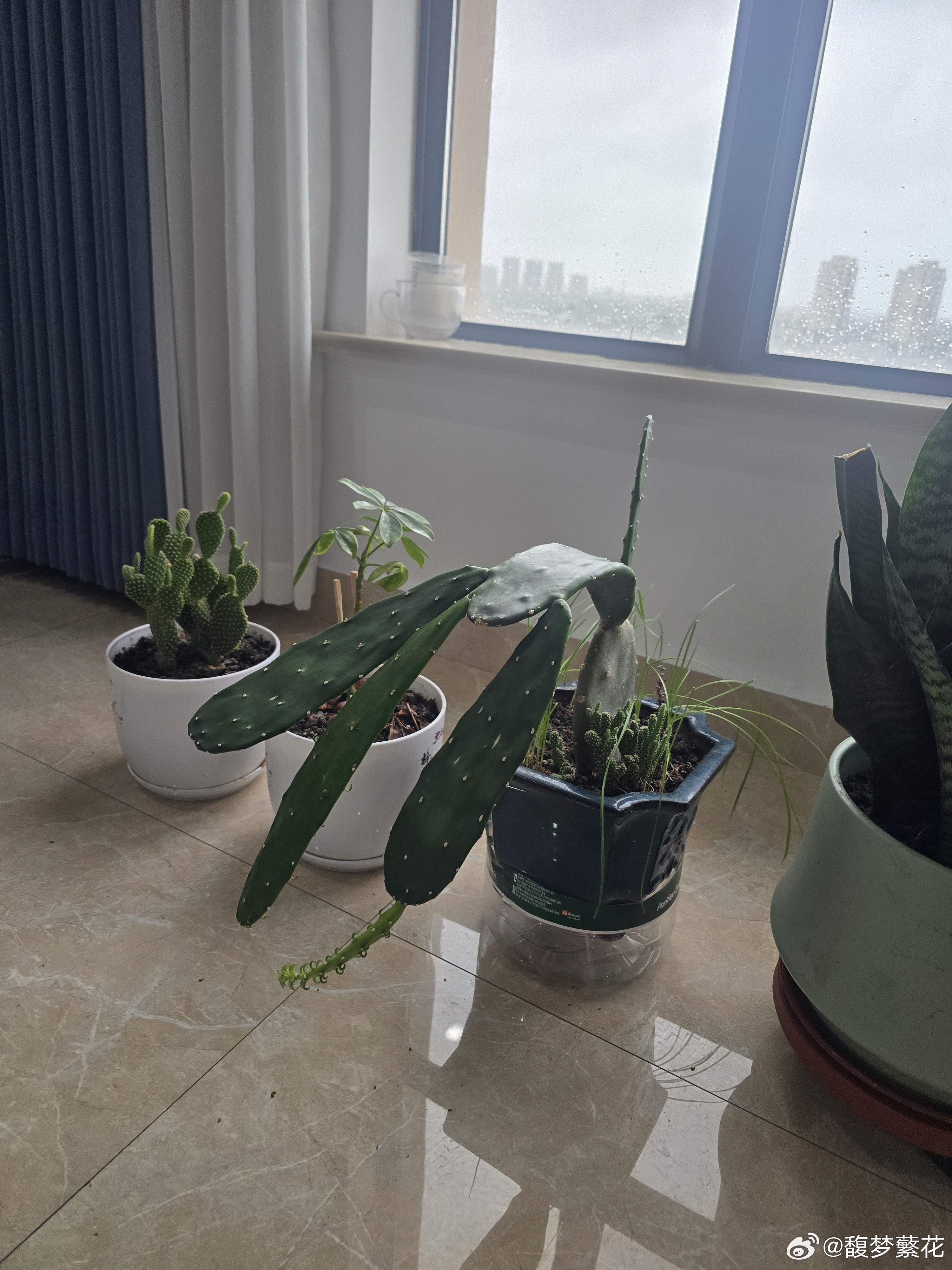为台风折腰，这样可不好。 