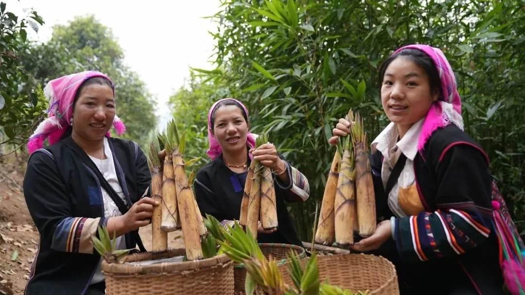 一口苦笋品春意，一方乡土寄深情。                        