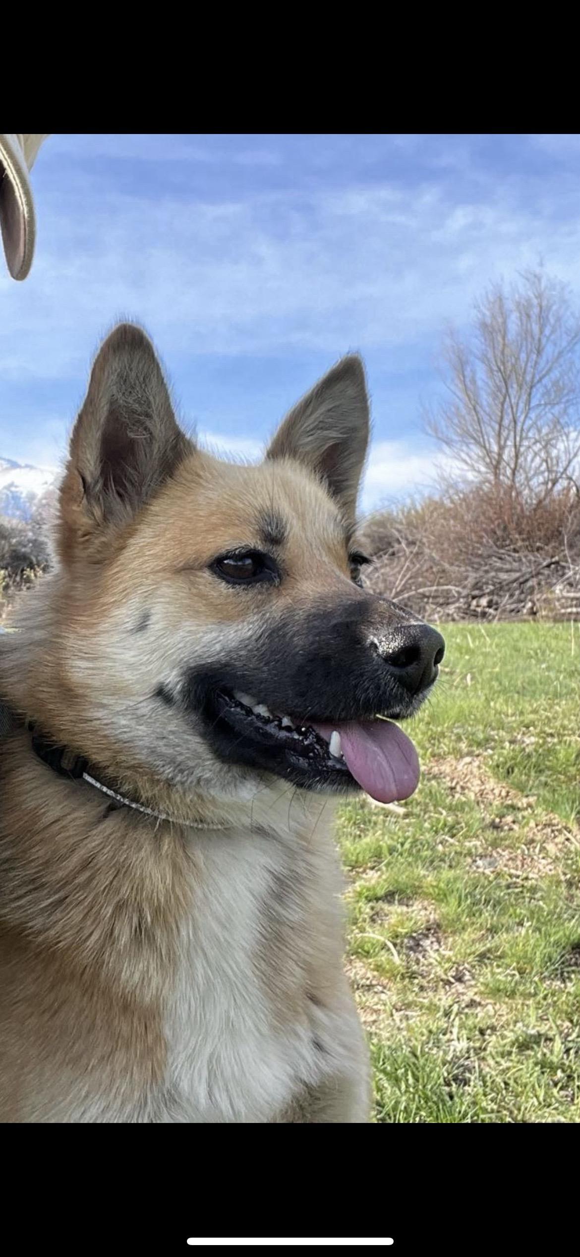 于12月18日下午在新疆武警总队医院家属院附近丢失爱犬，名叫旺仔，母...