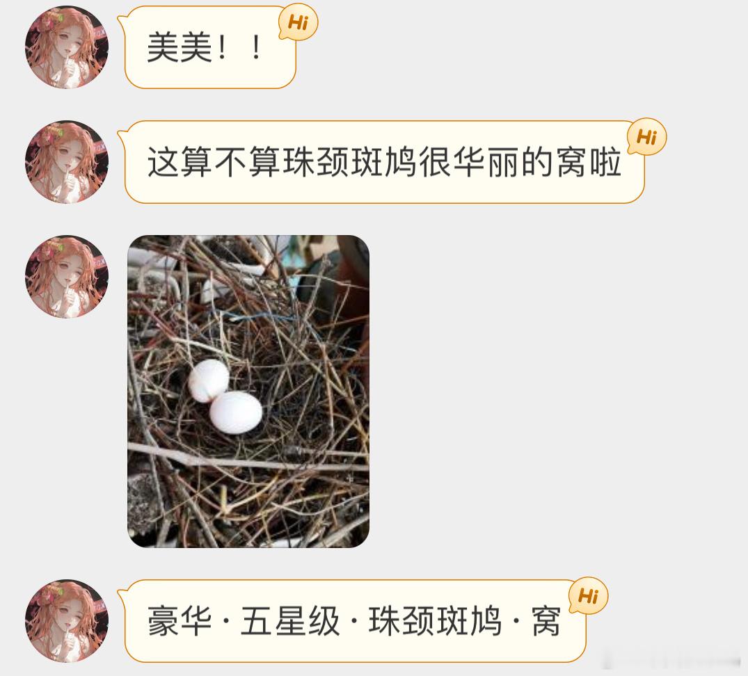 #鸟粉投稿# 珠颈斑鸠这窝搭的什么水平？小天才点评下[开学季] ​​​