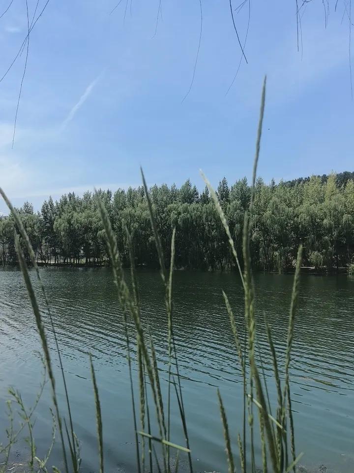 湖畔静谧，绿意盎然，微风拂面，心旷神怡。