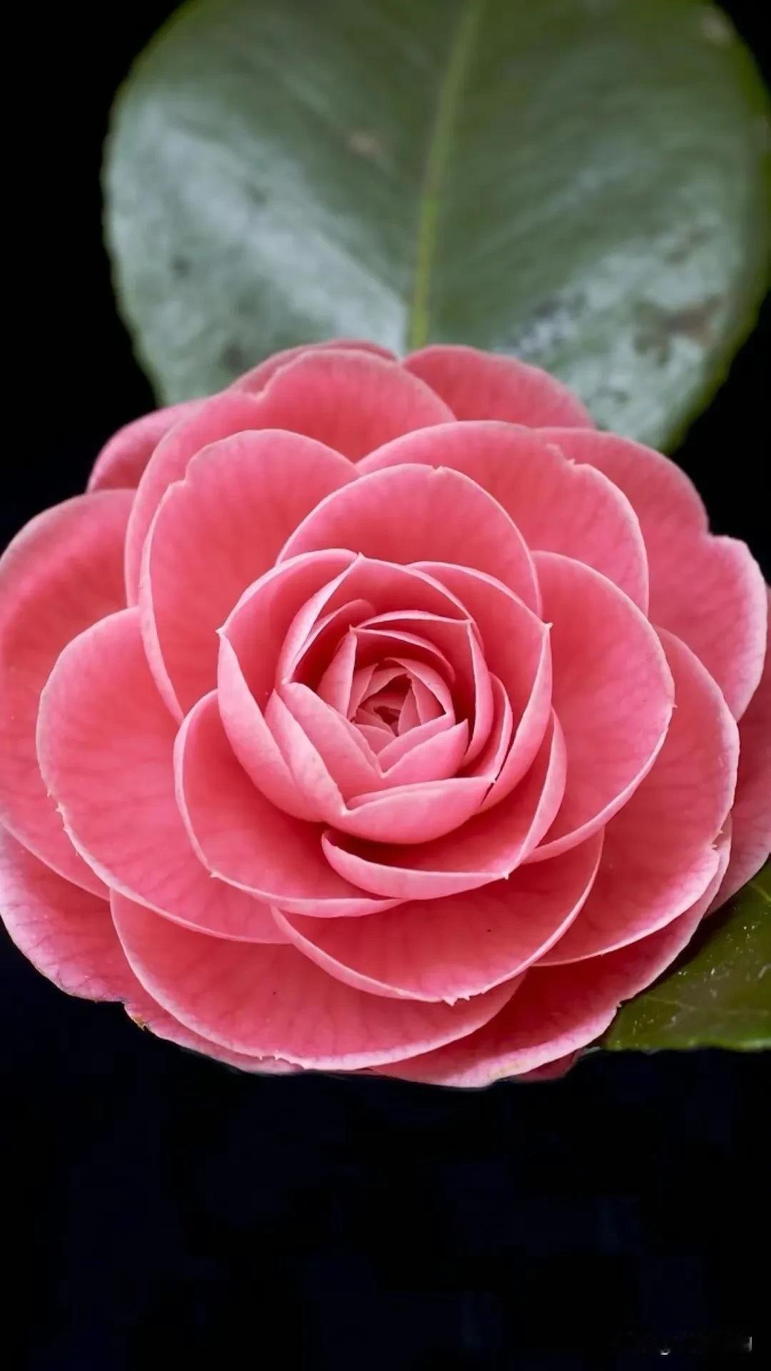 红花绿叶，芬芳四溢。对逝去的时光轻轻回眸，对消逝的岁月轻轻挥手，对曾经的故事写下