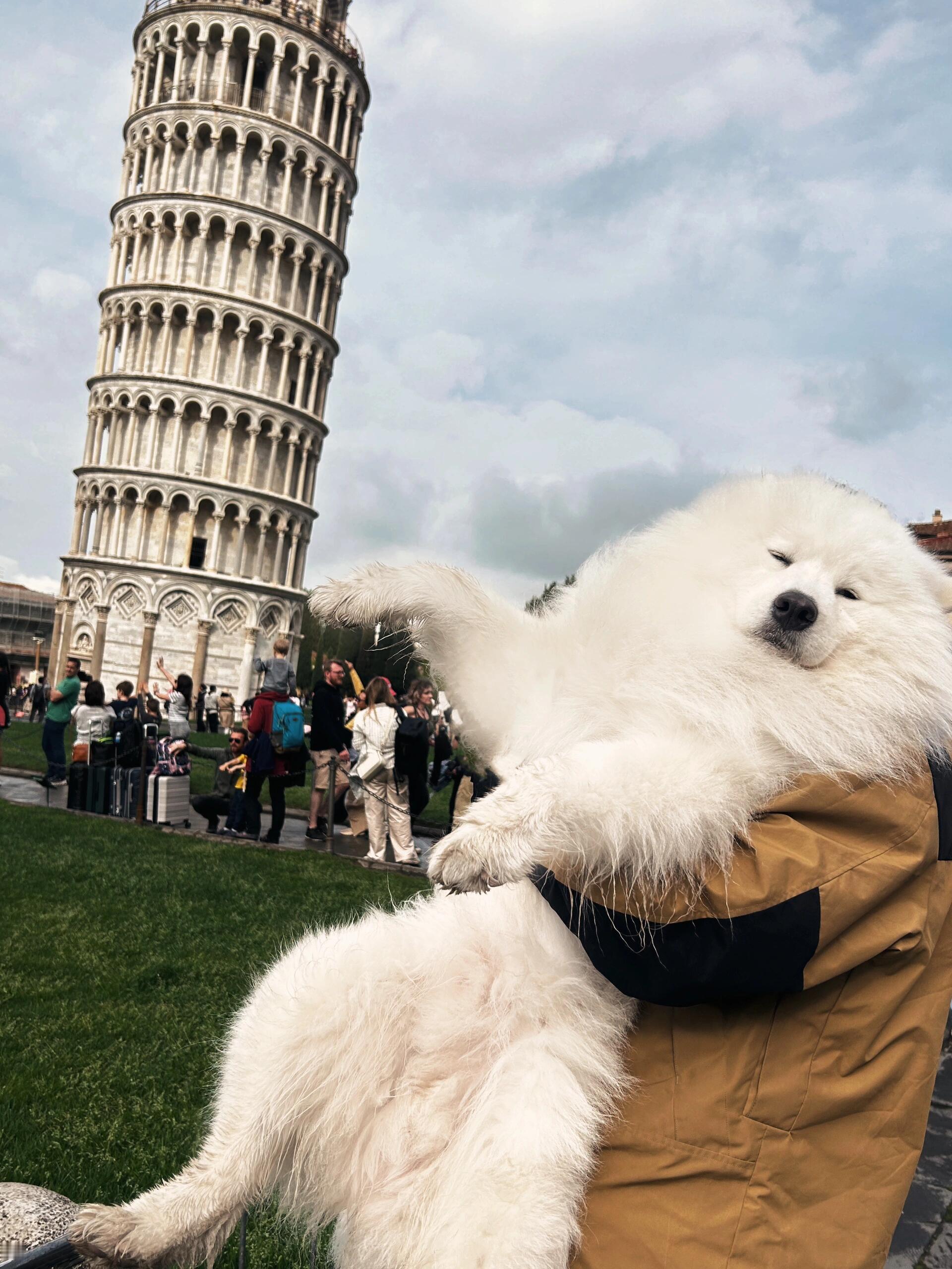 努力撑住比萨斜塔的萨摩耶 