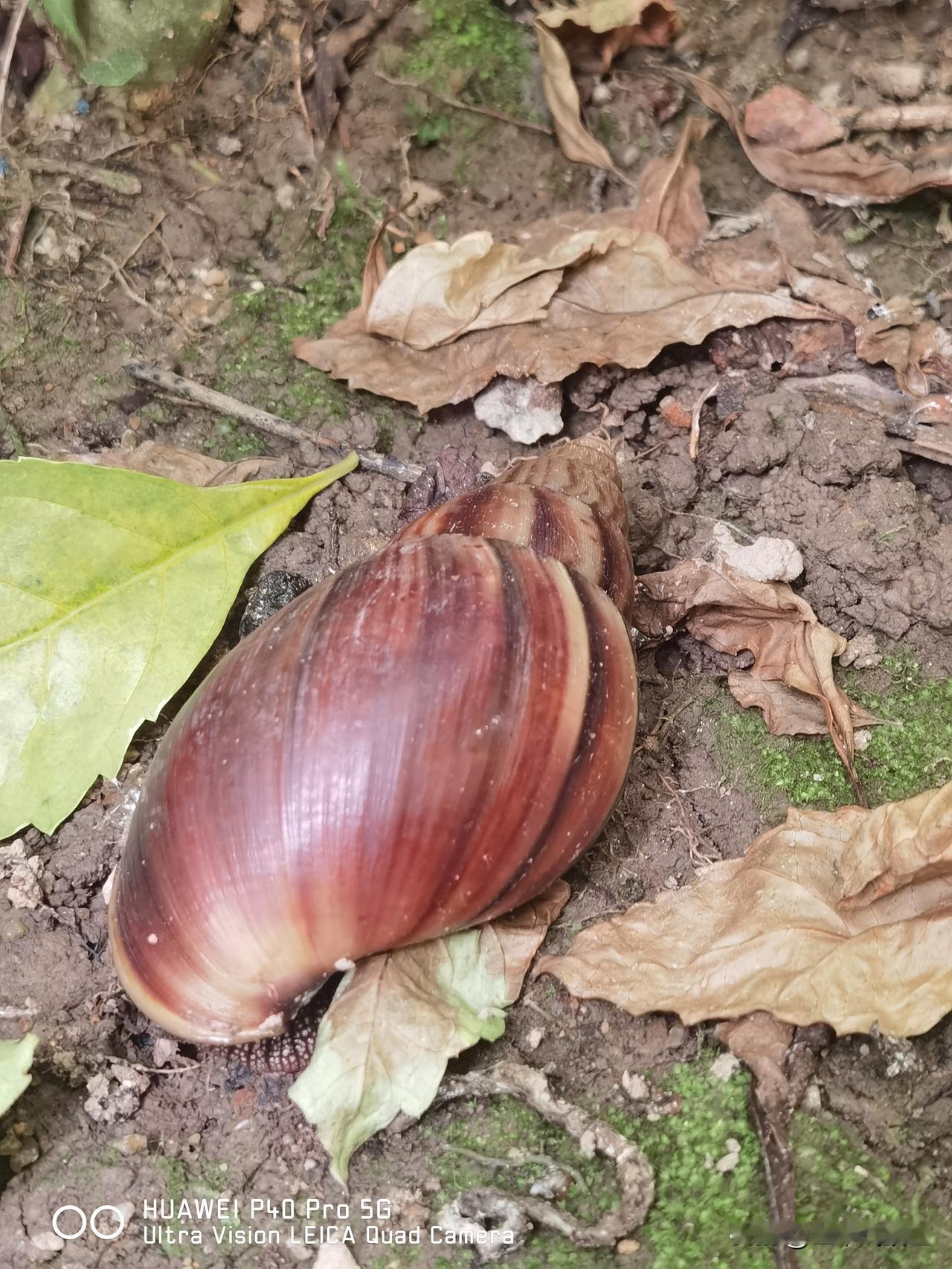 刚刚在大院发现个大蜗牛🐌。听说这玩意富含蛋白质，是法国人的高档美食，吃一份得成