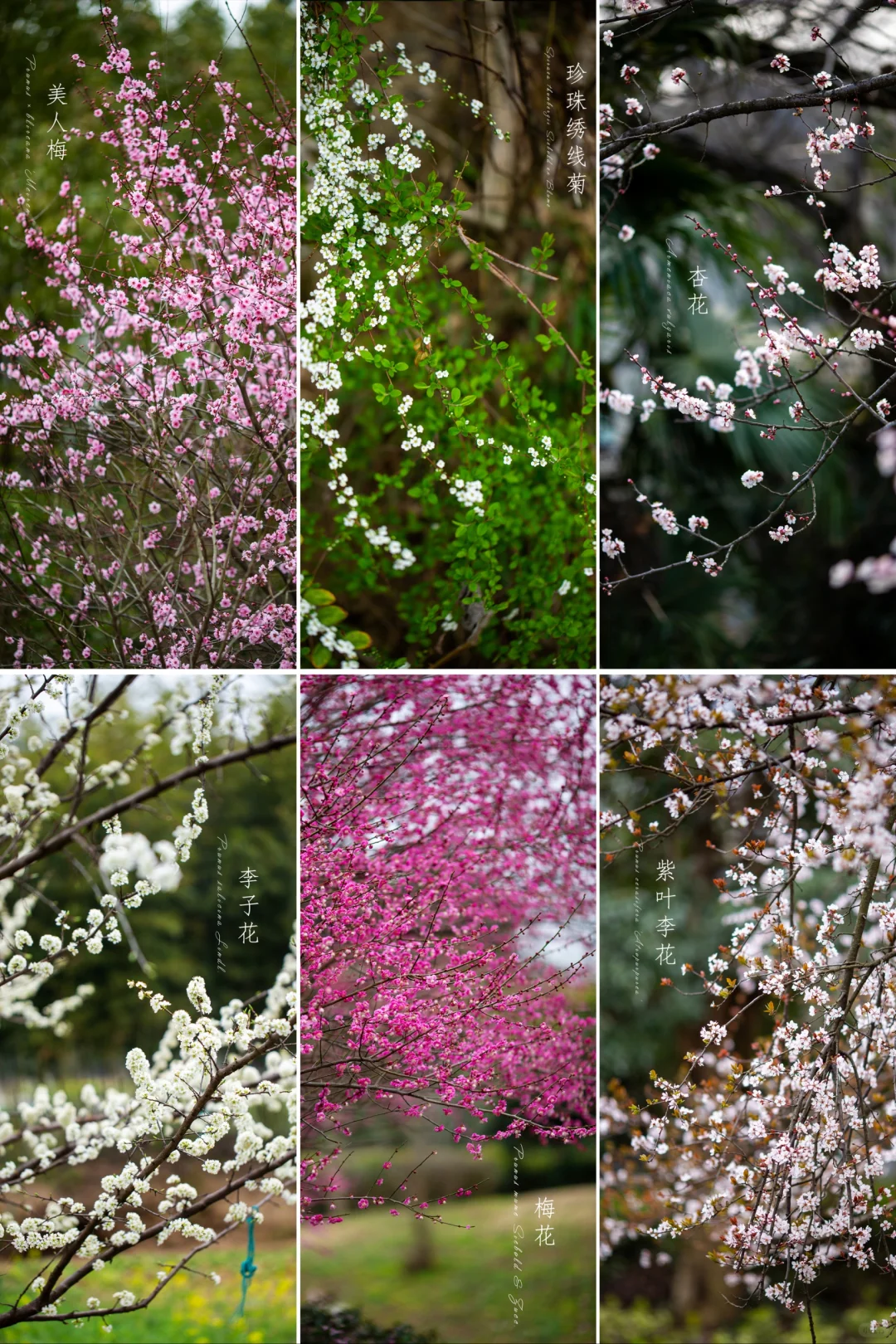 春花集|江南百花摄影图鉴（14）