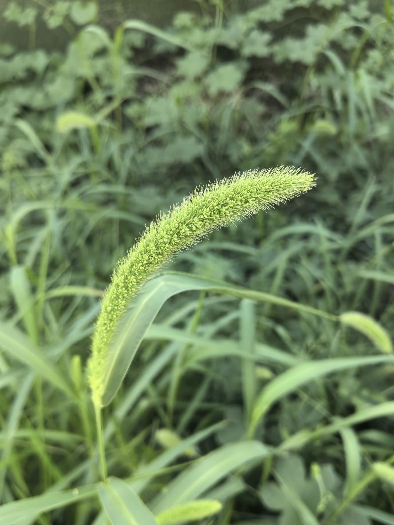绿意葱茏，自然之美一览无余。🌿🌿🌿别看这种草大家都很眼熟，可真正知晓其大名