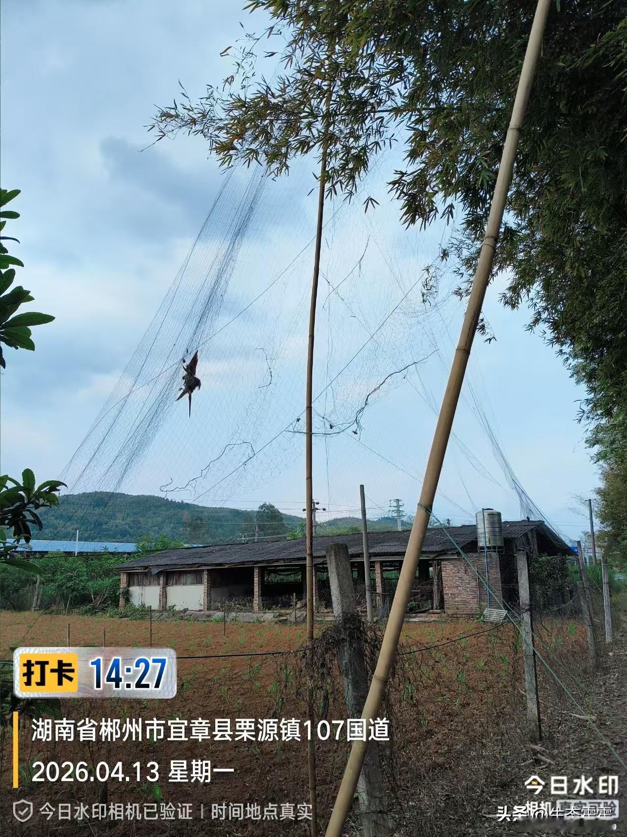 【湖南宜章多处发现捕鸟网，“捕鼠能手”领角鸮殒命】2025年底至今，湖南省在志愿