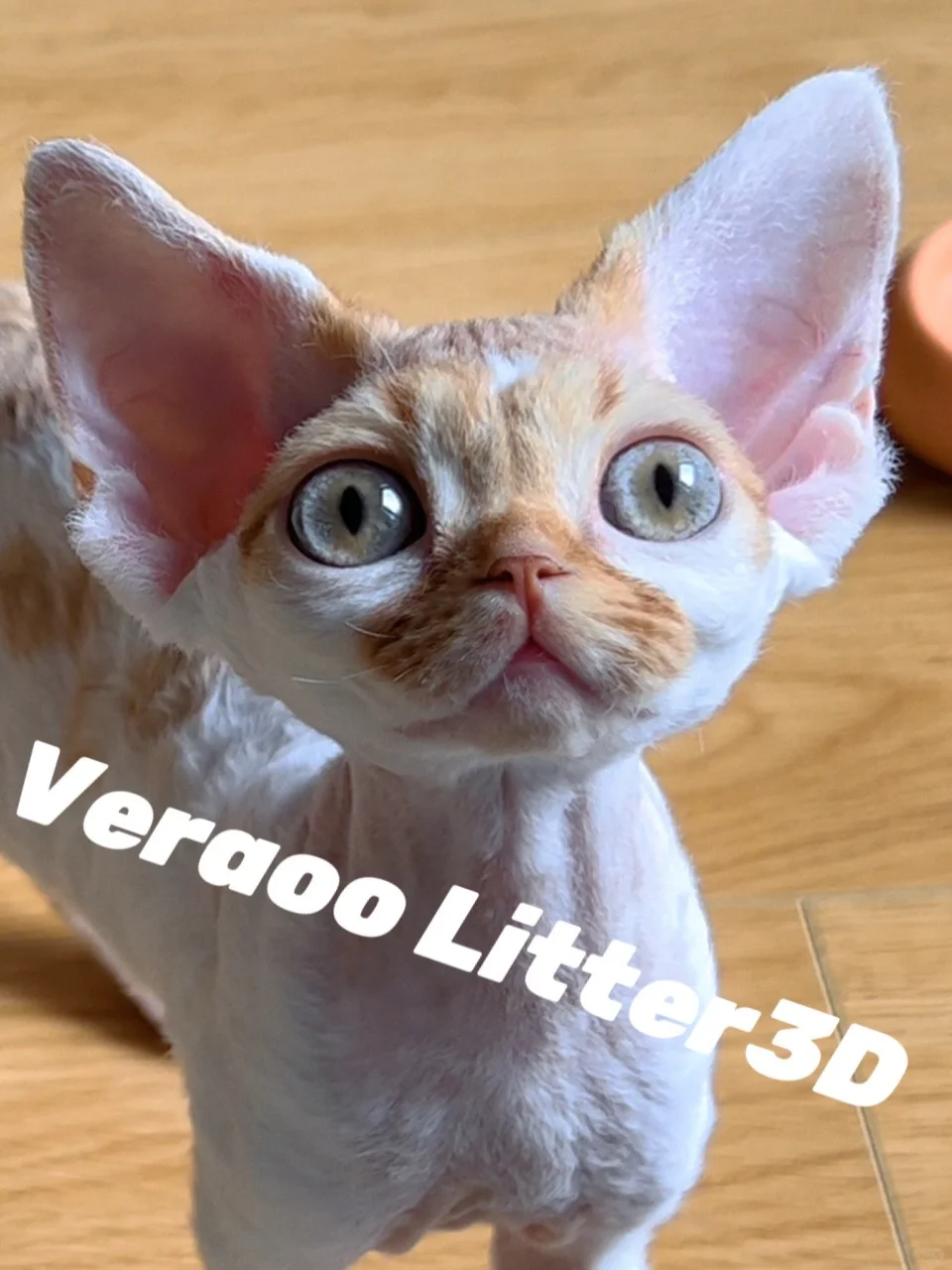 好特别好美丽的瞳孔颜色｜德文卷毛猫