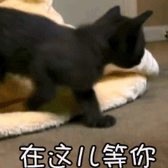有人可以联系到那个石家庄邓伦吗？有点事找他 ​​​