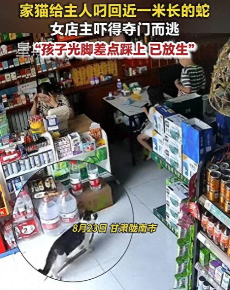 太惊险！甘肃陇南一家门店里，家养猫咪独自外出玩耍归来，嘴里竟叼着一条近一米长的蛇
