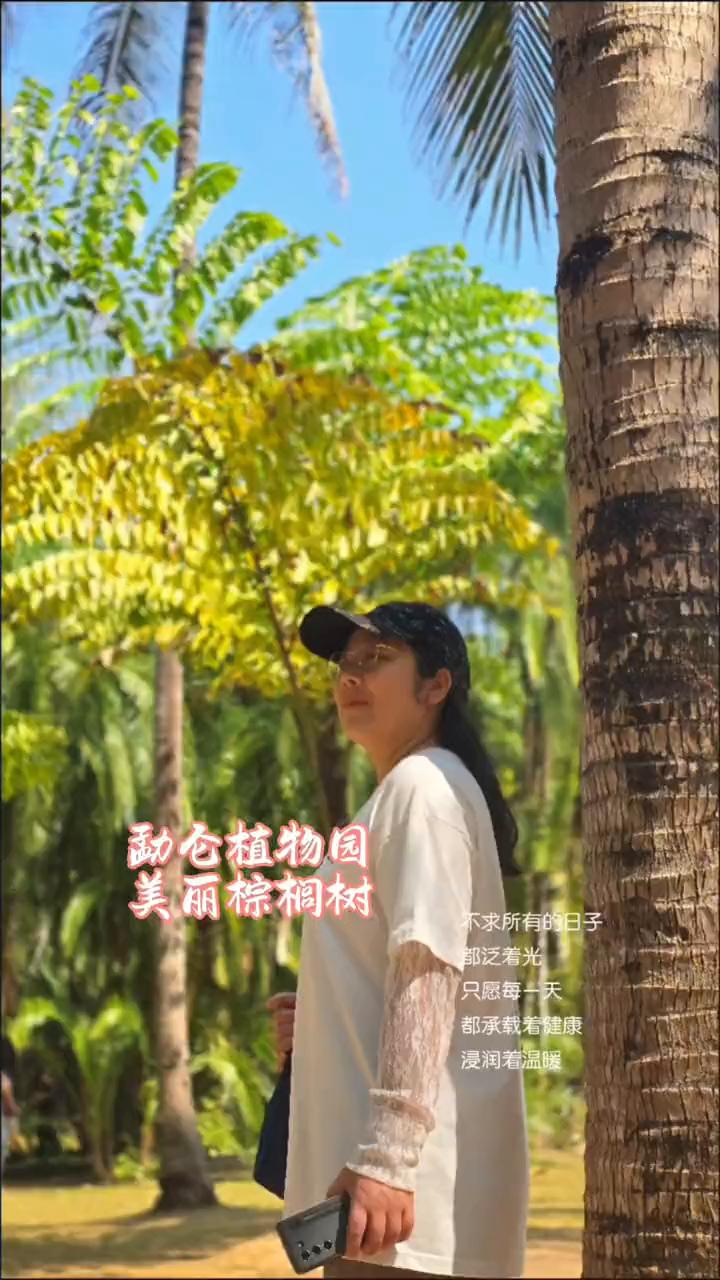 勐仓植物园美丽棕榈树。
都承载着健康，浸润着温暖。