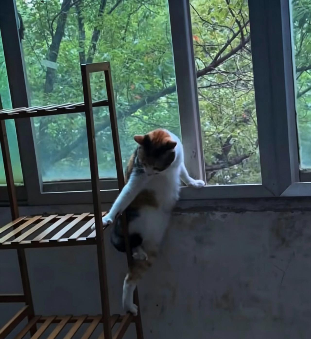 调皮的小猫[呲牙]阳台上的小猫