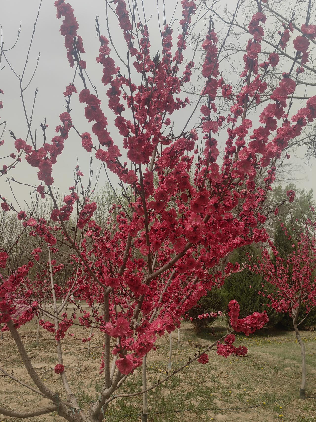 风景总在眼前，不管是森林、街边公园，还是居住的小区，花花草草总有许多，知道名字的