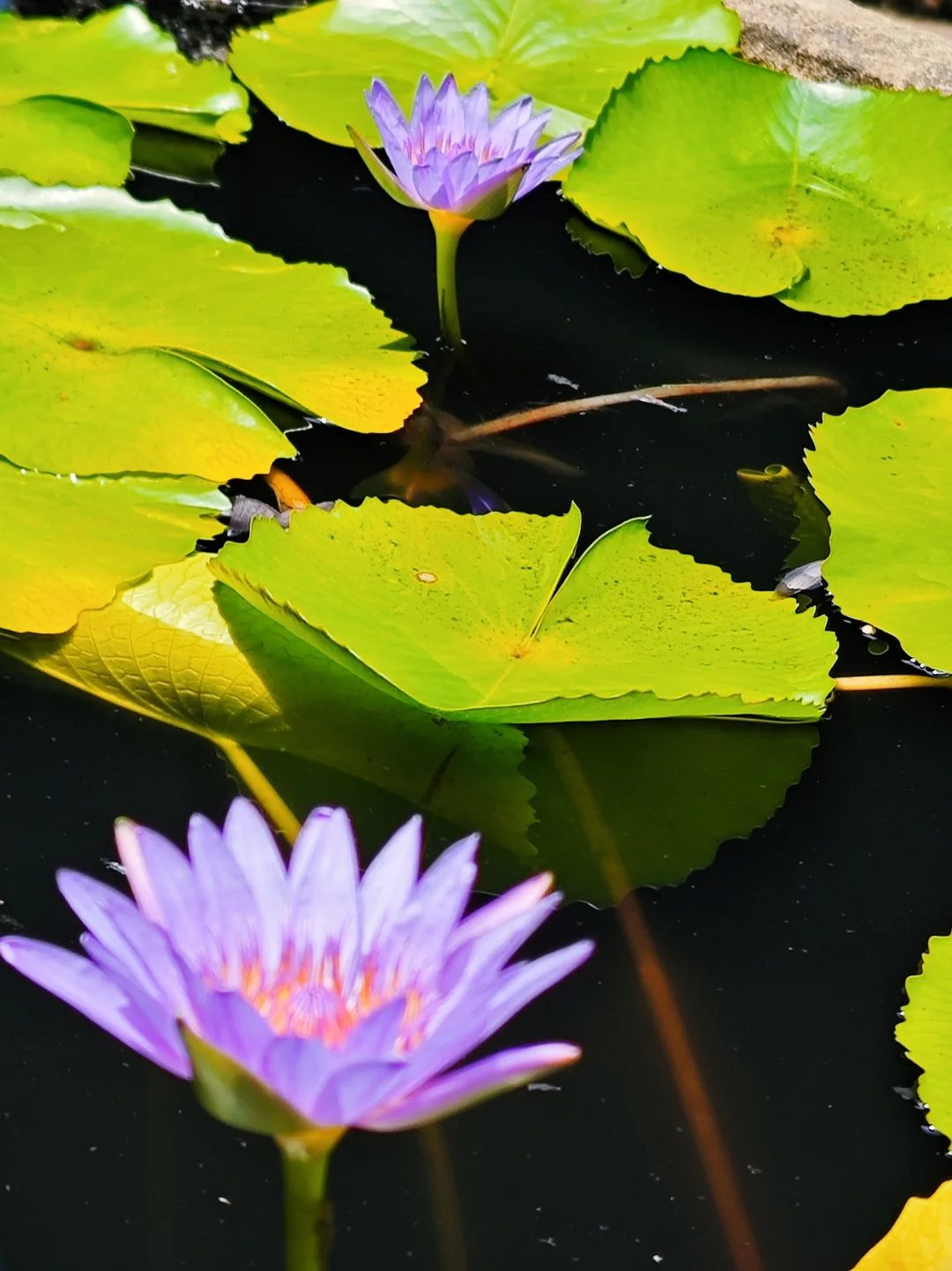 朋友圈问疯了❗上饶竟然有这么多免费浪漫❗