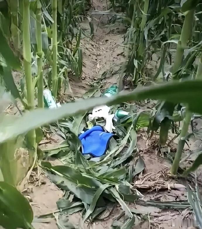 我真服啦！躲到玉米地喝酒，不热吗？还损坏了这么多的玉米，大早晨的吓我一跳！ ​​