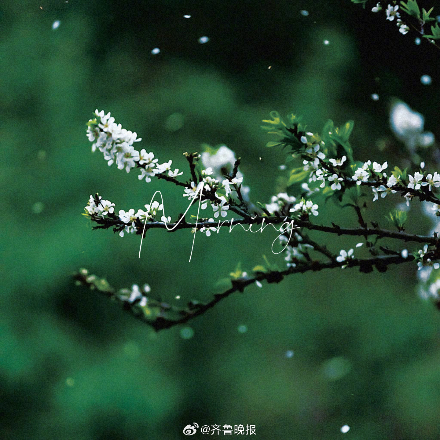 在无人问津的角落解锁整个春天#早安#