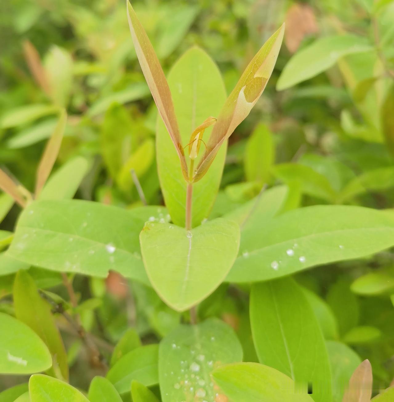 中国人为什么这么喜欢种菜？
      要说怕花钱吧，买点素菜，好像也花不了多少