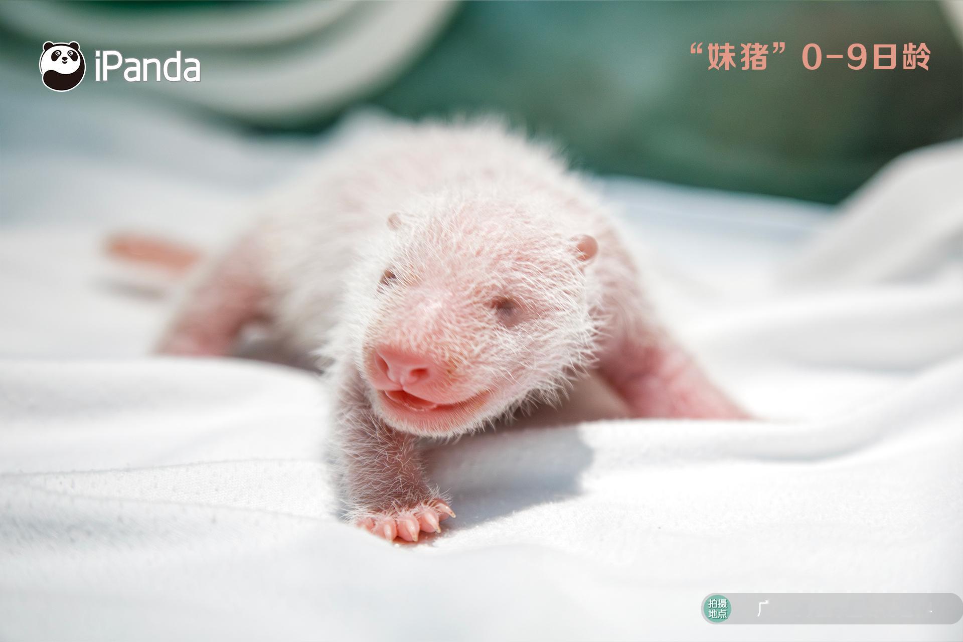 #九图看完妹猪成长全过程# [憧憬][憧憬]真的一眨眼就长大啦～#熊猫幼崽成长记