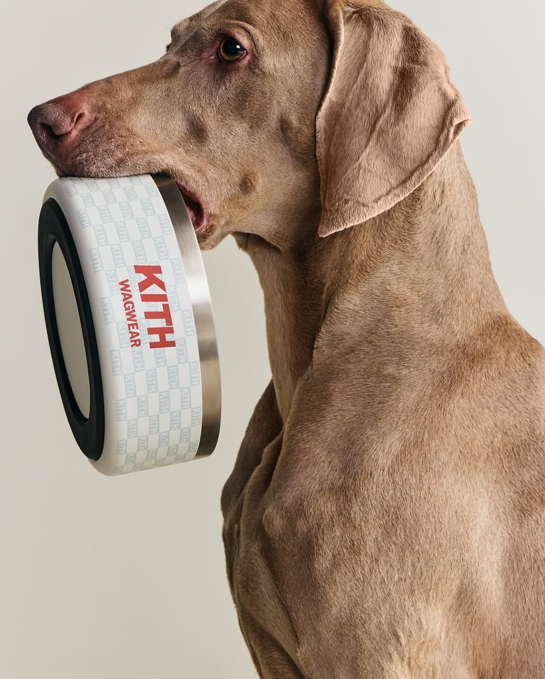 Kith 与纽约宠物品牌 wagwear 推出品牌首个宠物系列，产品涵盖狗服装、