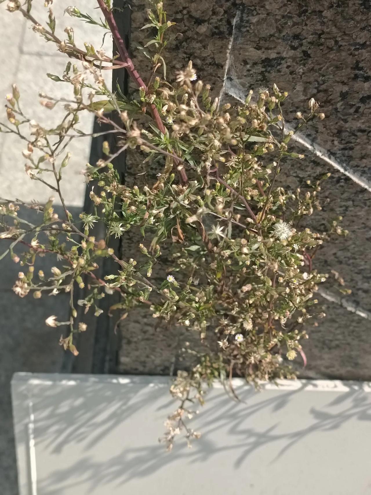 顽强的植物！太厉害了，顽强的生命力👍网友们，不知道你们，认识不认识这个树种，什