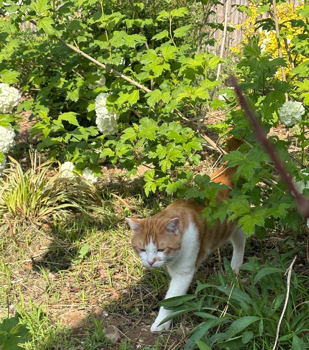 我的花园我的猫田园猫也超美 我的十成新的猫咪咸蛋蛋。每天在花园里玩一下，回去就睡