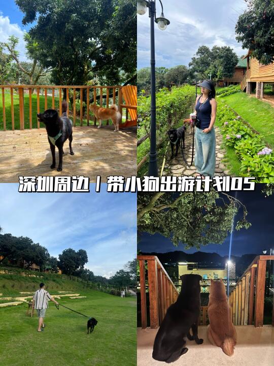深圳带狗出发1h🚗广州增城住小木屋