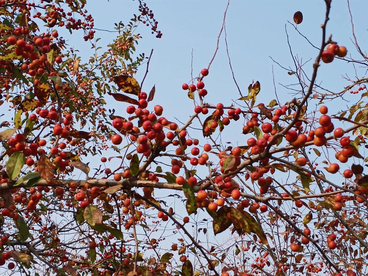 能不能收藏一下自己的心情和态度？
每一片树叶都可以收藏时光，不负自己，不负生活。