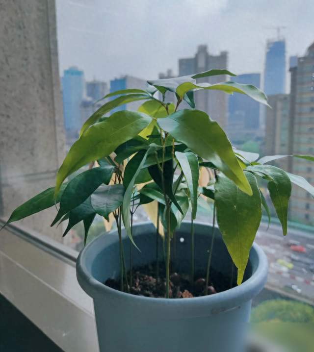 广州一女子，因“顶楼种荔枝”而走红，网友：荔枝大丰收，真壮观