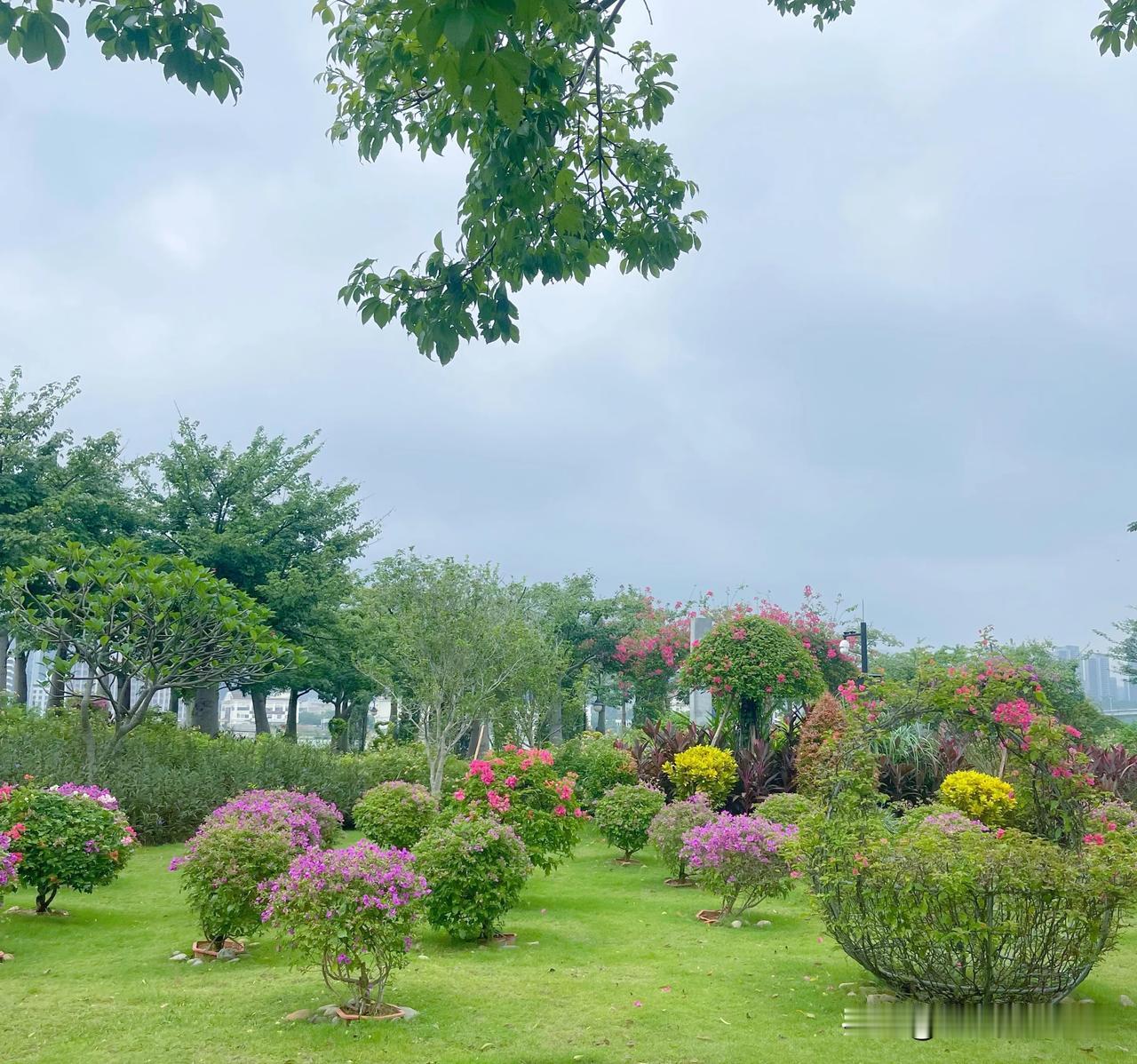 #秋日生活打卡#
秋花艳姿落晨风
珠海花开诗意涌
灼目不分深浅色
醉心不论淡浓妆
