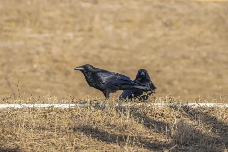广州这只乌鸦可太聪明啦！居然会模仿《乌鸦喝水》故事里的情节，叼石块放入瓶中喝水。